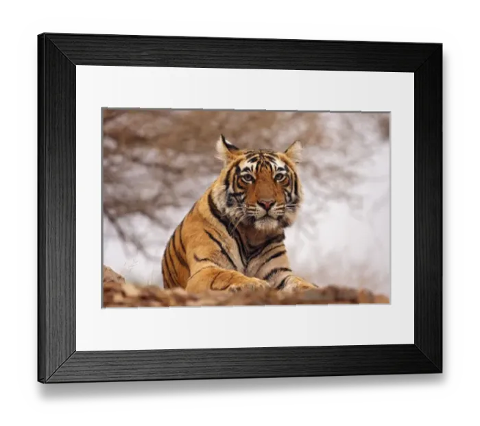 Framed Print : Royal Bengal Tiger - a close up, Ranthambhor National Park, India Framed Print : Royal Bengal Tiger - a close up, Ranthambhor National Park, India