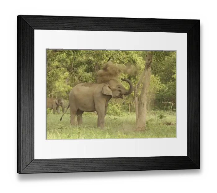 Framed Print : Asia, India Framed Print : Asia, India