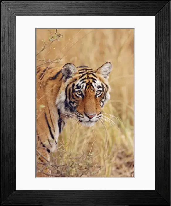 Framed Print : Royal Bengal Tiger Framed Print : Royal Bengal Tiger