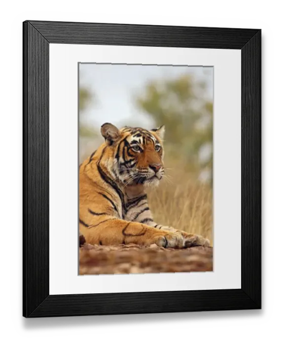 Framed Print : Asia, India Framed Print : Asia, India