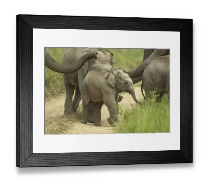Framed Print : Asia, India Framed Print : Asia, India