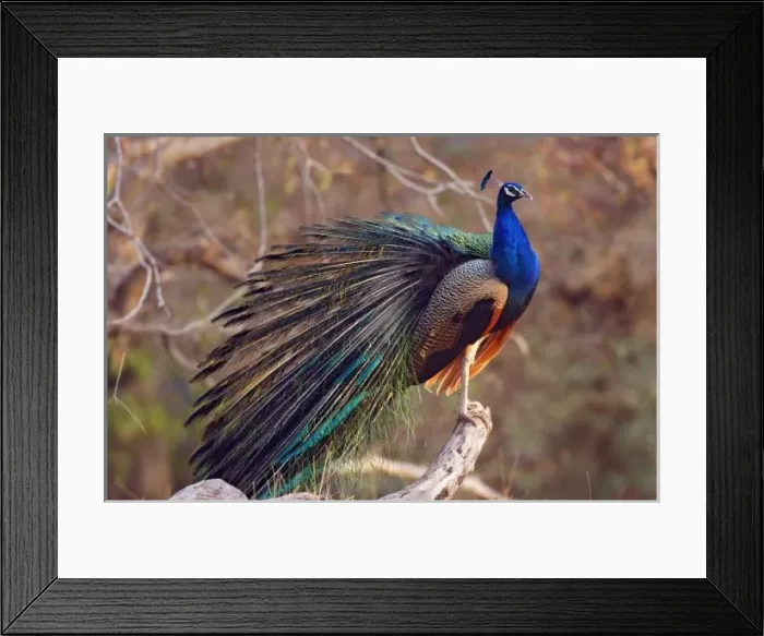 Framed Print : Indian Peacock with partially open feathers, Ranthambhor National Park, India Framed Print : Indian Peacock with partially open feathers, Ranthambhor National Park, India