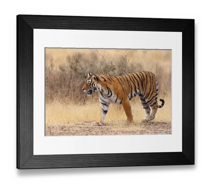 Framed Print : Royal Bengal Tiger Framed Print : Royal Bengal Tiger
