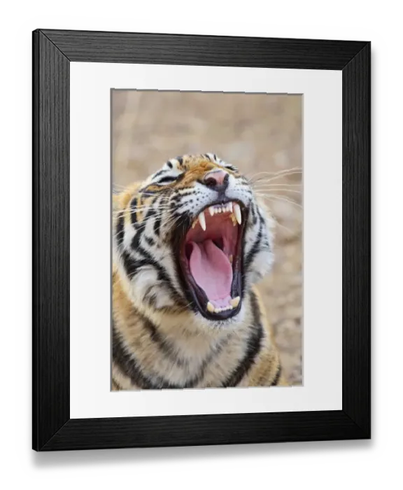 Framed Print : Asia, India