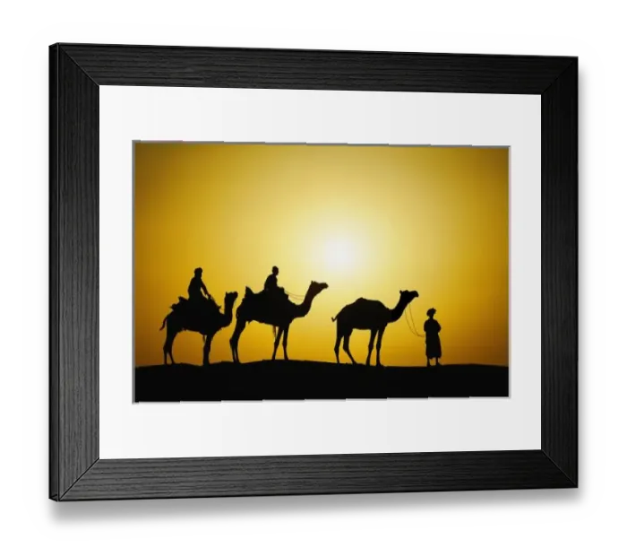 Framed Print : Camels and camel Framed Print : Camels and camel