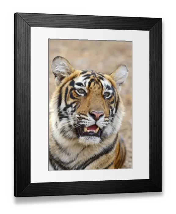 Framed Print : Asia, India