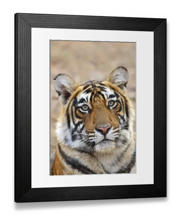 Framed Print : Portrait of Royal Bengal Tiger, Ranthambhor National Park, India Framed Print : Portrait of Royal Bengal Tiger, Ranthambhor National Park, India