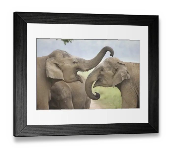 Framed Print : Indian  /  Asian