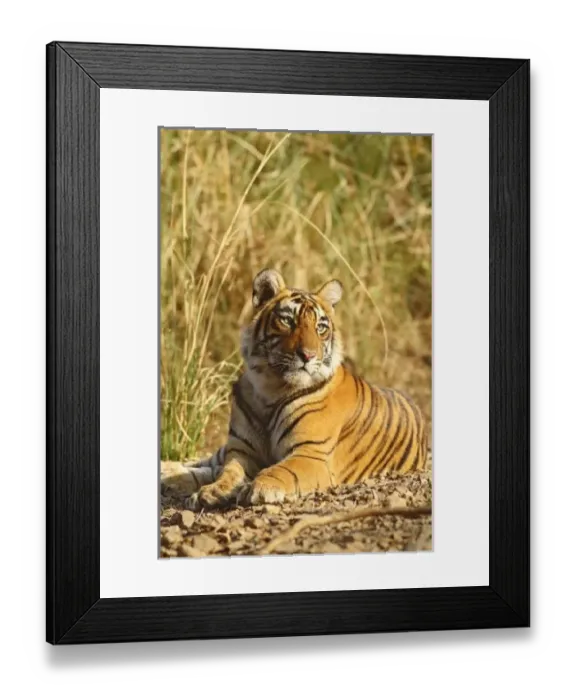 Framed Print : Asia, India Framed Print : Asia, India