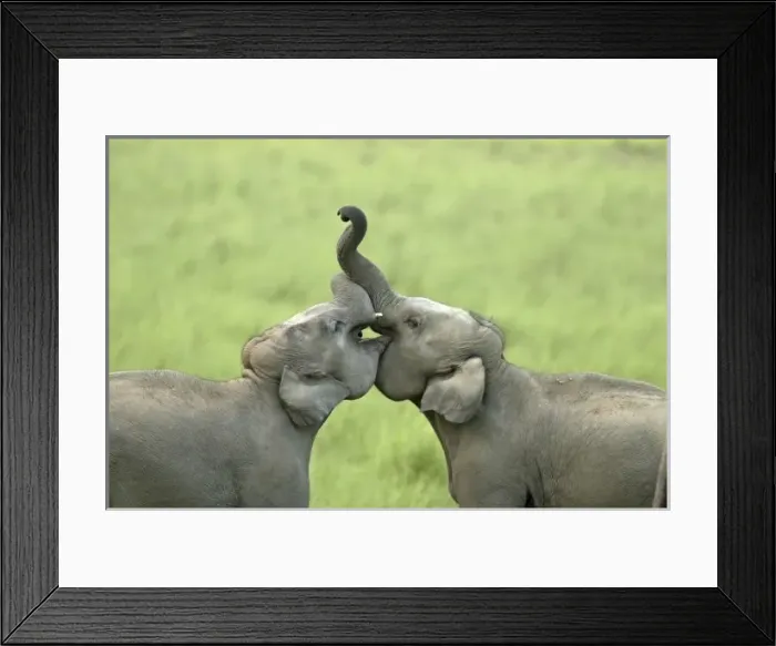 Framed Print : Indian  /  Asian Elephants play fighting; Corbett National Park, Uttaranchal, India