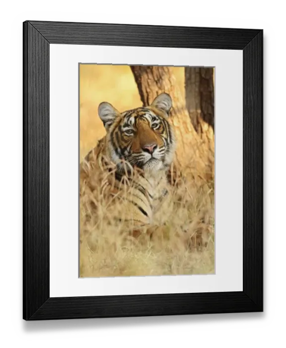 Framed Print : Asia, India Framed Print : Asia, India