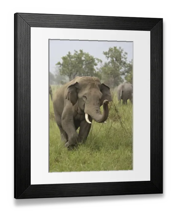 Framed Print : Indian / Asian Framed Print : Indian / Asian