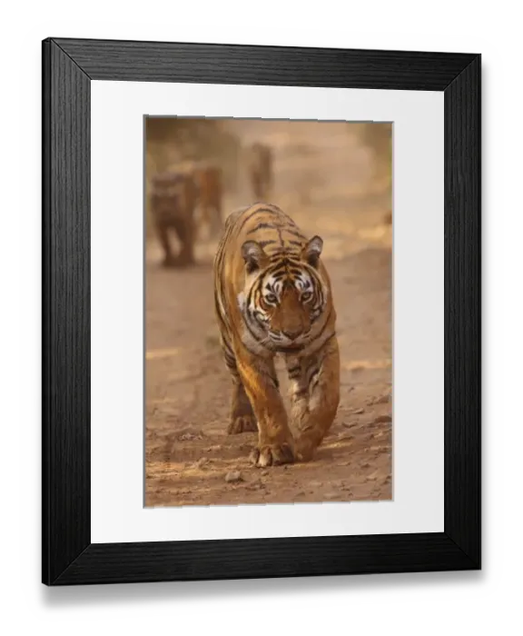 Framed Print : Asia, India Framed Print : Asia, India