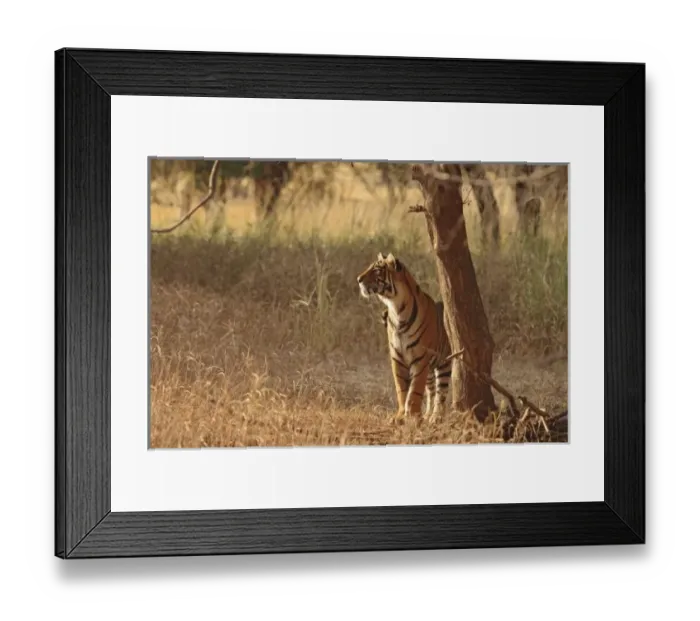 Framed Print : Royal Bengal Tiger Framed Print : Royal Bengal Tiger