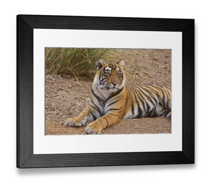 Framed Print : Asia, India Framed Print : Asia, India