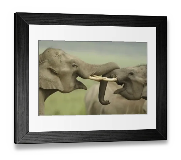 Framed Print : Asia, India