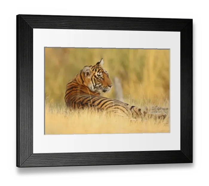Framed Print : Asia, India