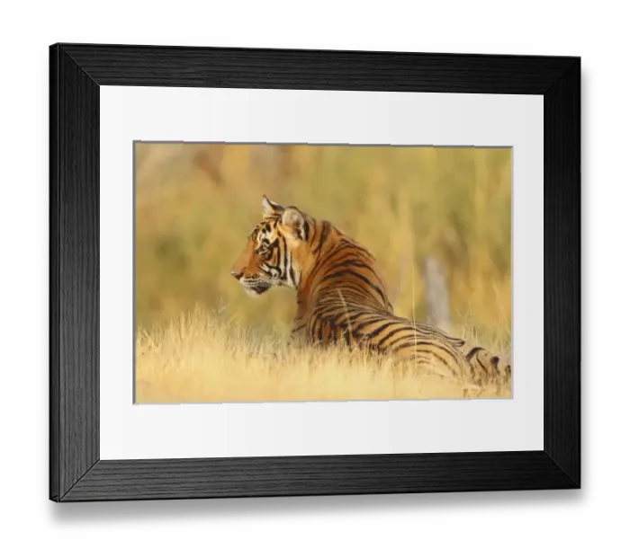 Framed Print : Asia, India Framed Print : Asia, India