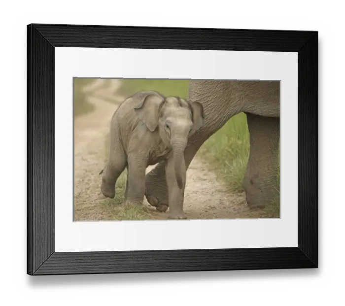 Framed Print : Asia, India