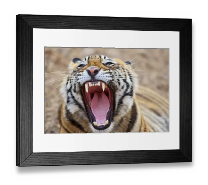 Framed Print : Asia, India