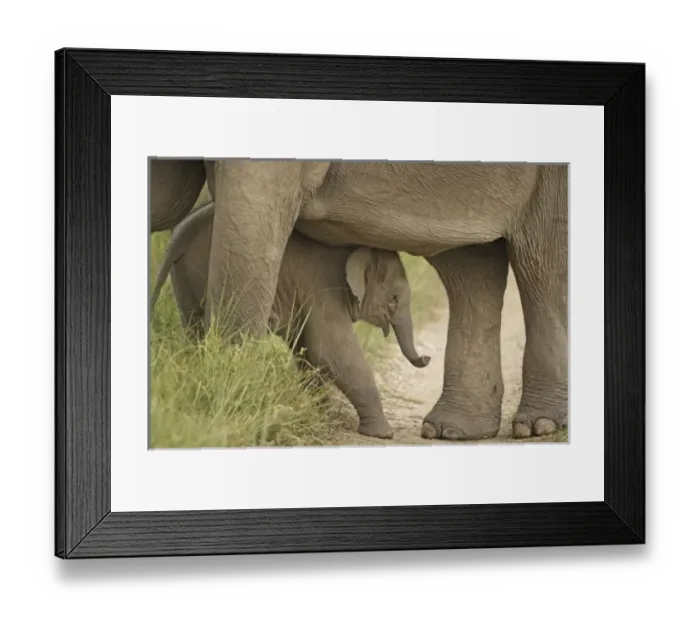 Framed Print : Asia, India