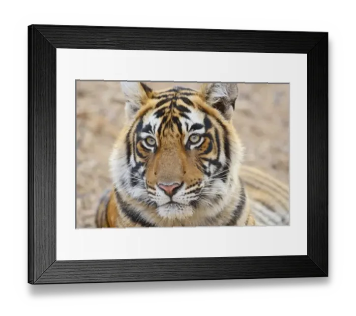 Framed Print : Asia, India