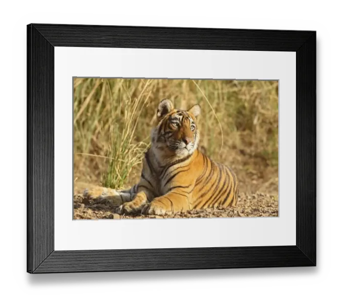 Framed Print : Asia, India Framed Print : Asia, India