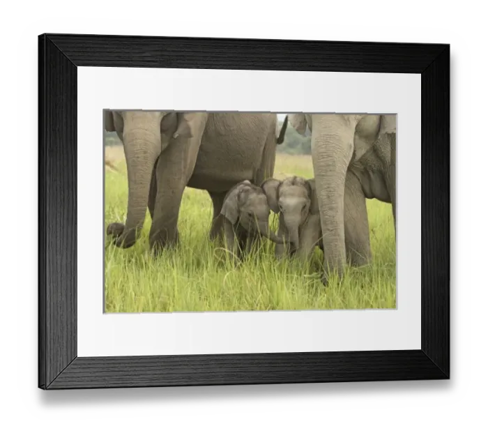 Framed Print : Asia, India
