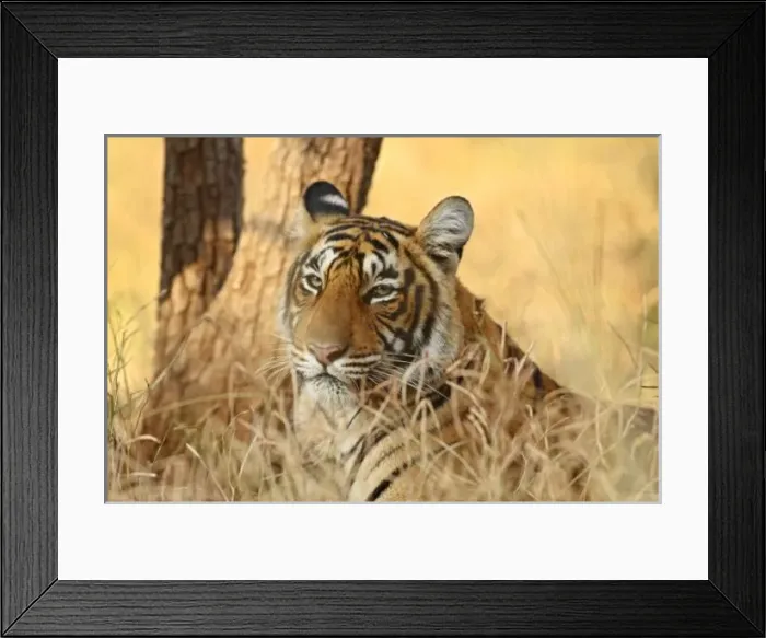 Framed Print : Portrait of Royal Framed Print : Portrait of Royal