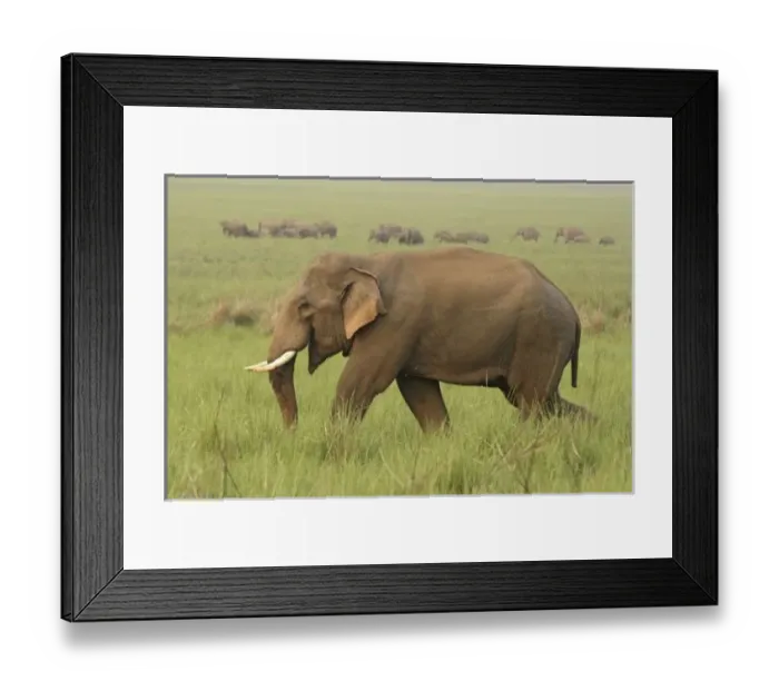 Framed Print : Tusker and its Framed Print : Tusker and its