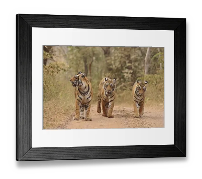 Framed Print : Asia, India Framed Print : Asia, India