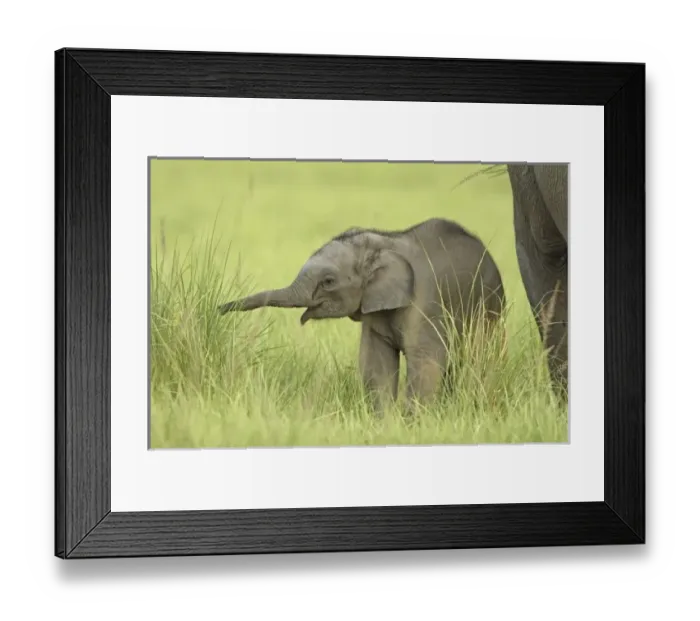 Framed Print : Young one of Indian Framed Print : Young one of Indian