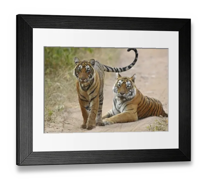 Framed Print : Asia, India