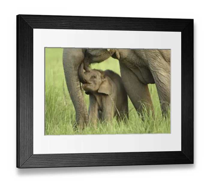 Framed Print : Indian / Asian Framed Print : Indian / Asian