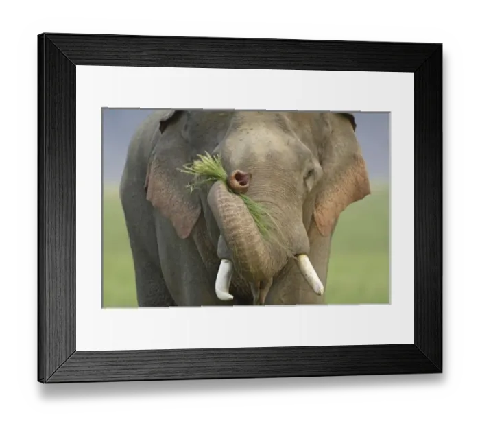 Framed Print : Asia, India