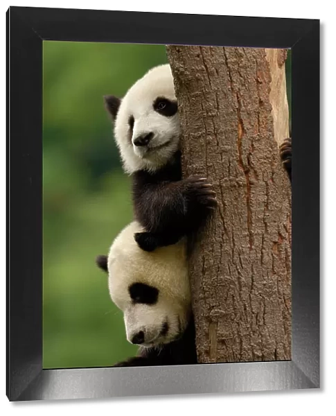 Giant panda babies (Ailuropoda melanoleuca) Family: Ailuropodidae. Wolong China Conservation