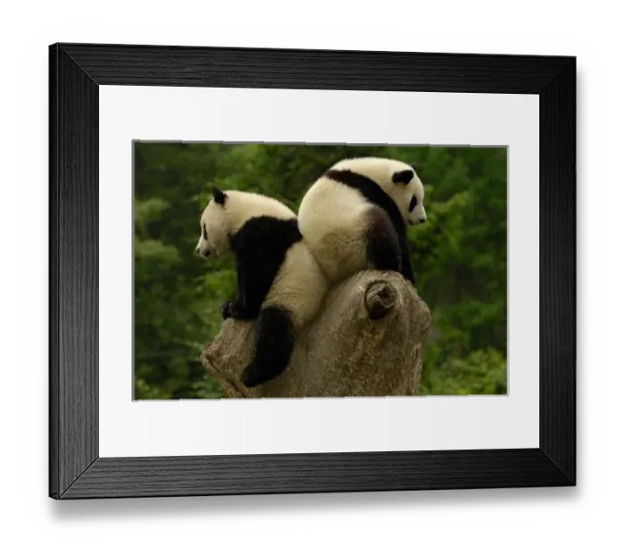 Framed Print : Giant panda babies Framed Print : Giant panda babies