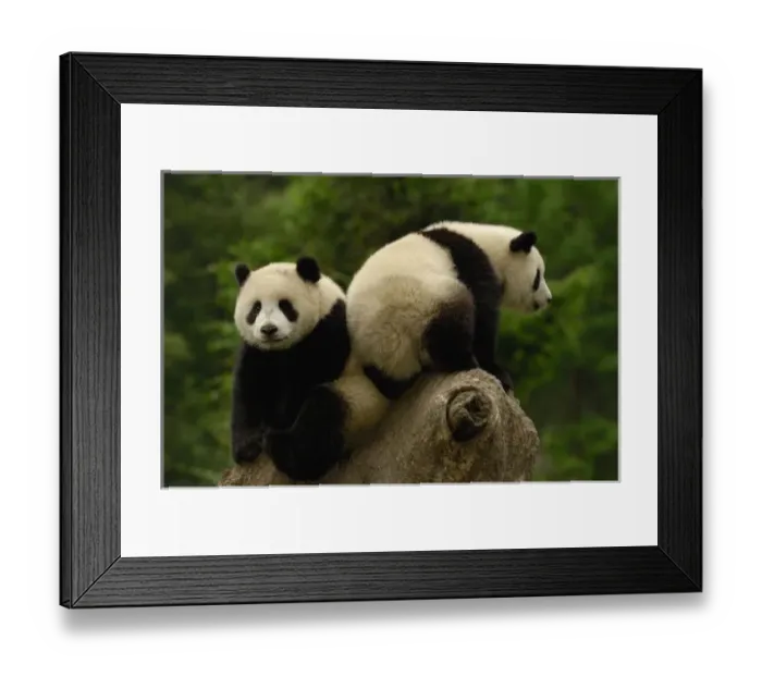 Framed Print : Giant panda babies Framed Print : Giant panda babies