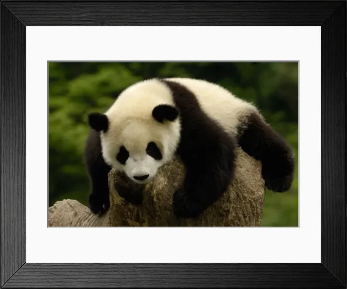 Framed Print : Giant panda baby