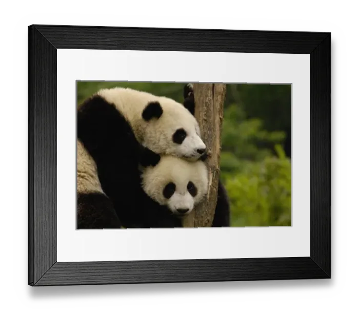 Framed Print : Giant panda babies Framed Print : Giant panda babies