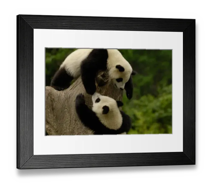 Framed Print : Giant panda babies