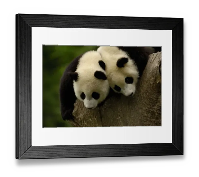 Framed Print : Giant panda babies Framed Print : Giant panda babies