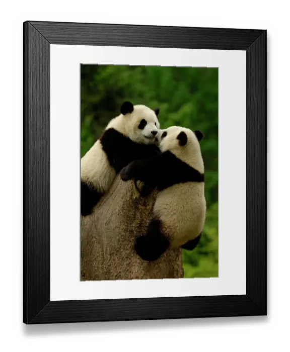 Framed Print : Giant panda babies