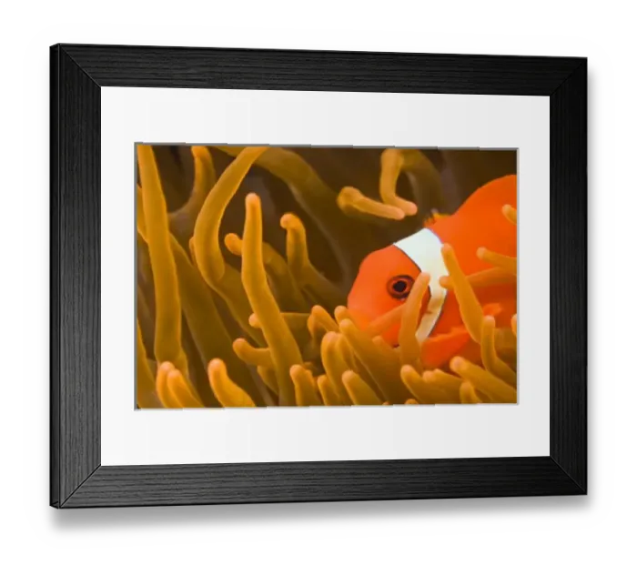 Framed Print : Spinecheek anemonfish, Tulamben, North Bali, Indonesia (RF)