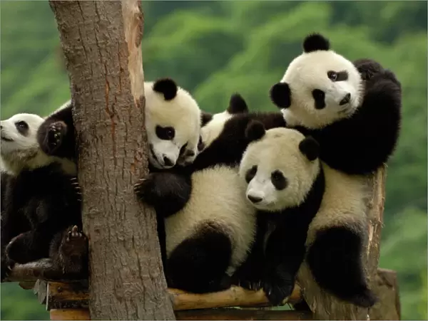 Giant panda babies