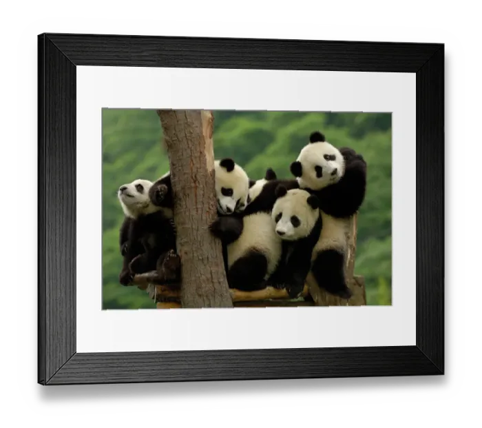 Framed Print : Giant panda babies