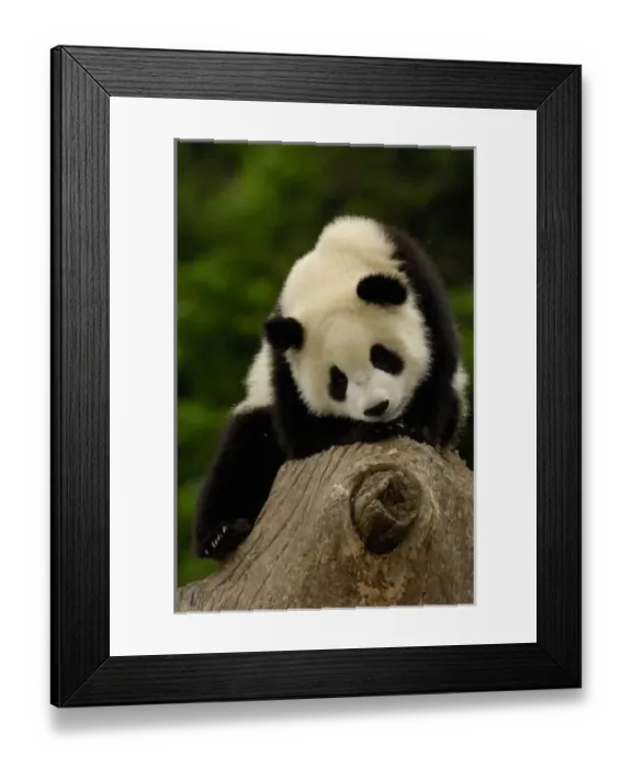 Framed Print : Giant panda baby Framed Print : Giant panda baby