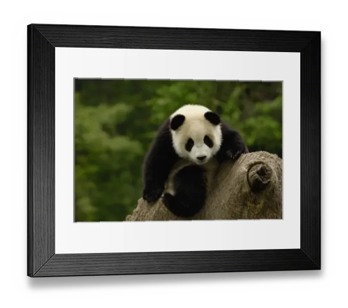 Framed Print : Giant panda baby (Ailuropoda melanoleuca) Family: Ailuropodidae. Wolong China Conservation Framed Print : Giant panda baby (Ailuropoda melanoleuca) Family: Ailuropodidae. Wolong China Conservation