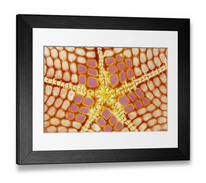 Framed Print : Indonesia. Starfish Framed Print : Indonesia. Starfish