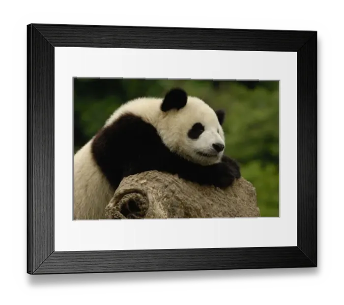 Framed Print : Giant panda baby Framed Print : Giant panda baby